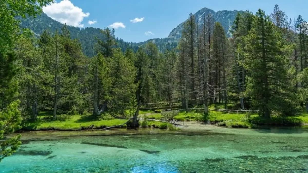 La importancia de los bosques maduros en Aigüestortes para la conservación del carbono