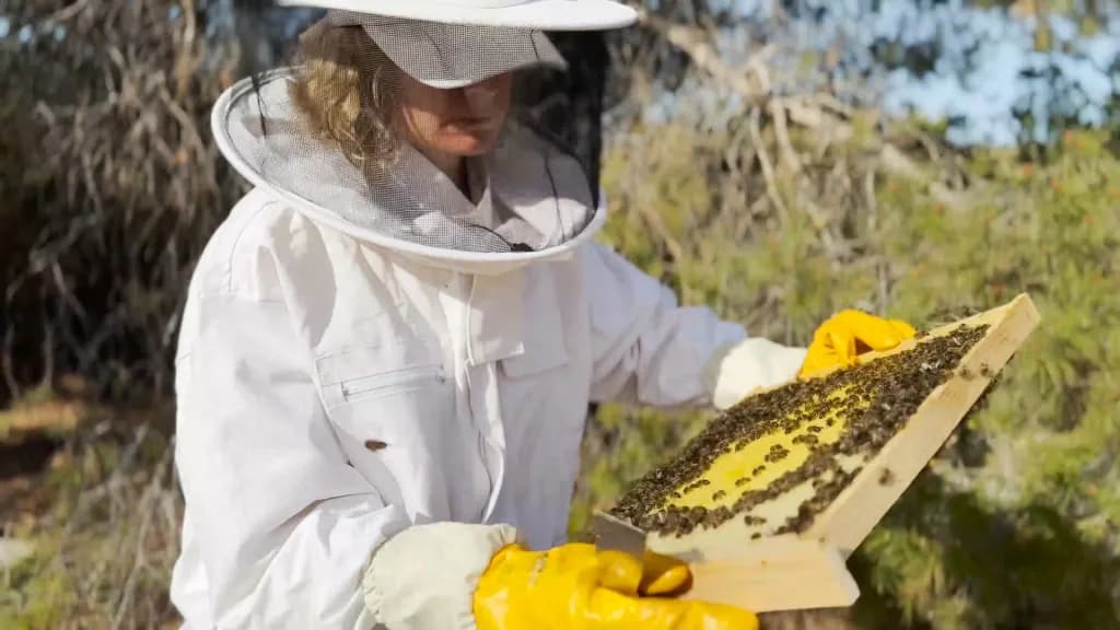 Ana Mompó: Veterinaria y su Impacto en la Apicultura Sostenible