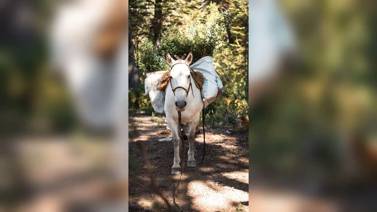 Reforestación en Chubut: 20.000 árboles nativos plantados en un bosque quemado