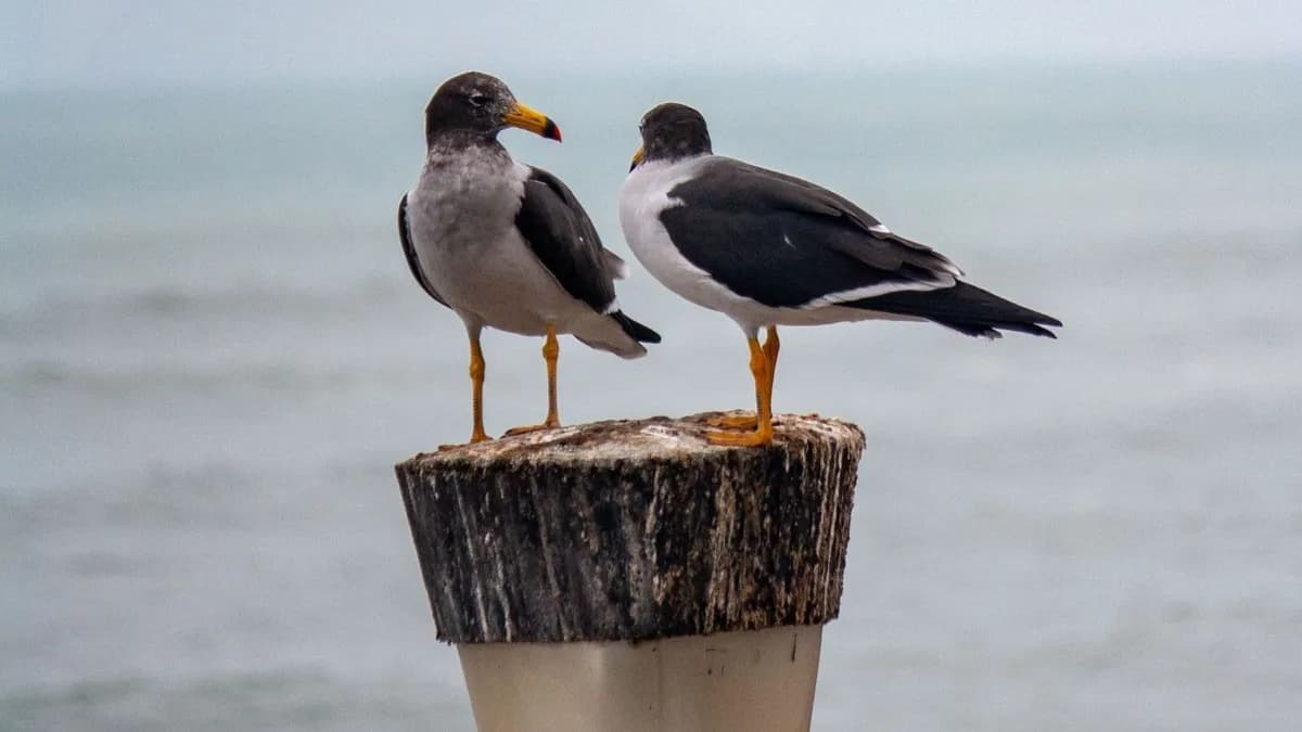 Encuentro sobre conservación marina en Riet Vell del 20 al 22 de octubre