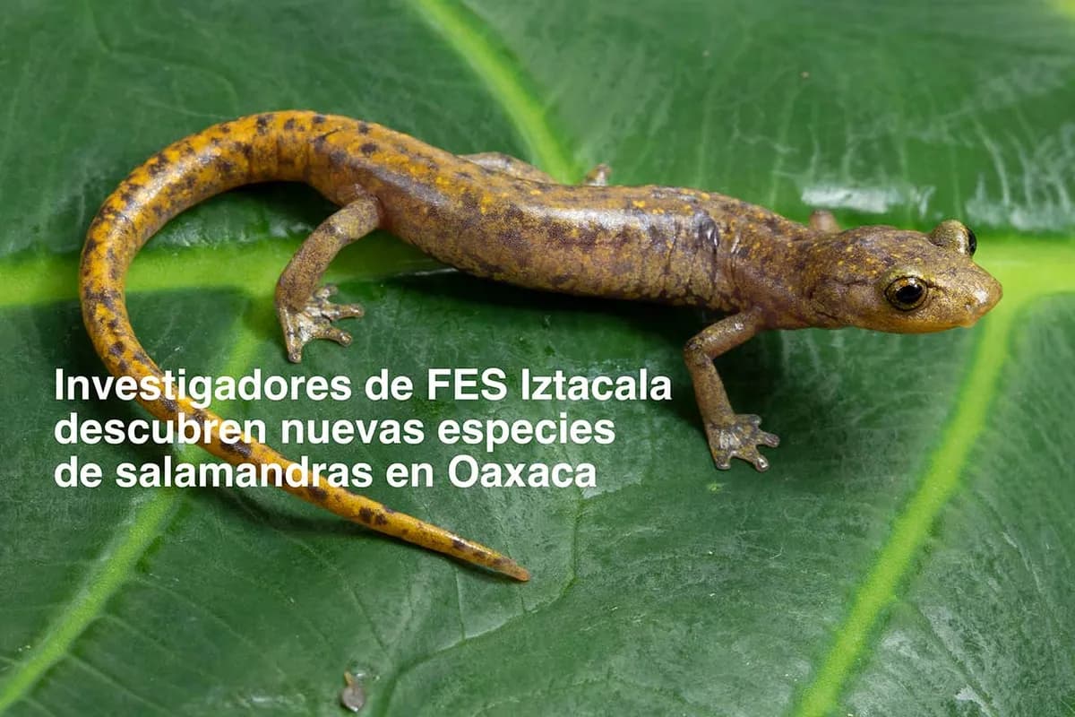 Descubren tres nuevas especies de salamandras en la Sierra Mazateca de Oaxaca