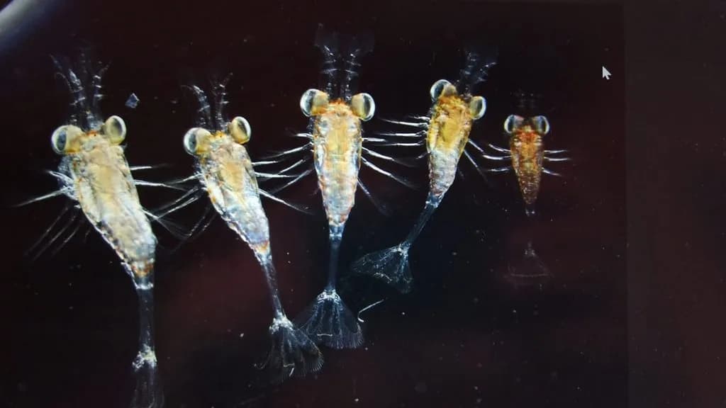 A Guarda impulsa la recuperación del camarón con ciencia y pesca artesanal