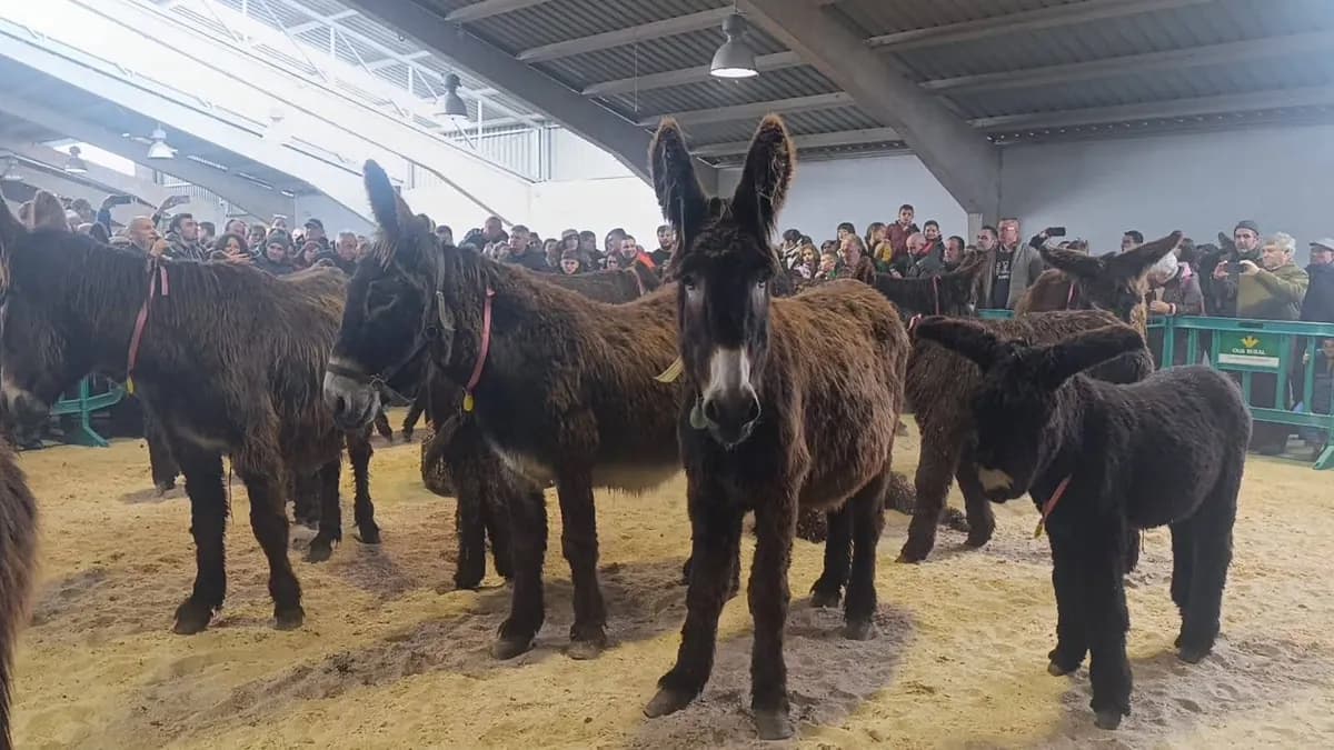 Zamora colabora en la conservación de la raza asnal zamorano-leonesa