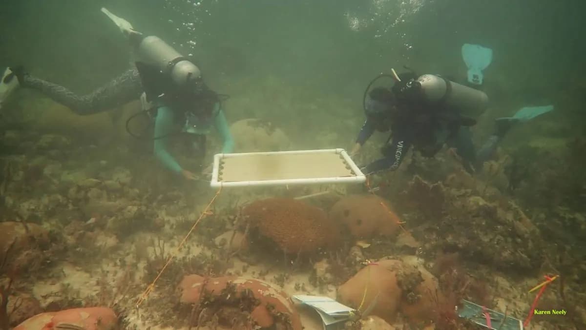 Investigación sobre sombreado de corales en Florida contra el blanqueamiento
