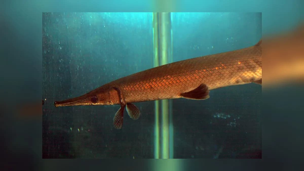 Reproducción del pejelagarto en Guatemala: un avance significativo en conservación