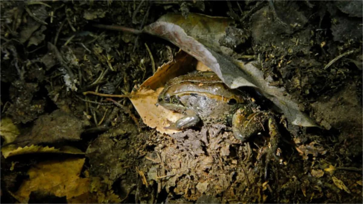 La rana de bosque: supervivencia congelada en Alaska y cambios genéticos