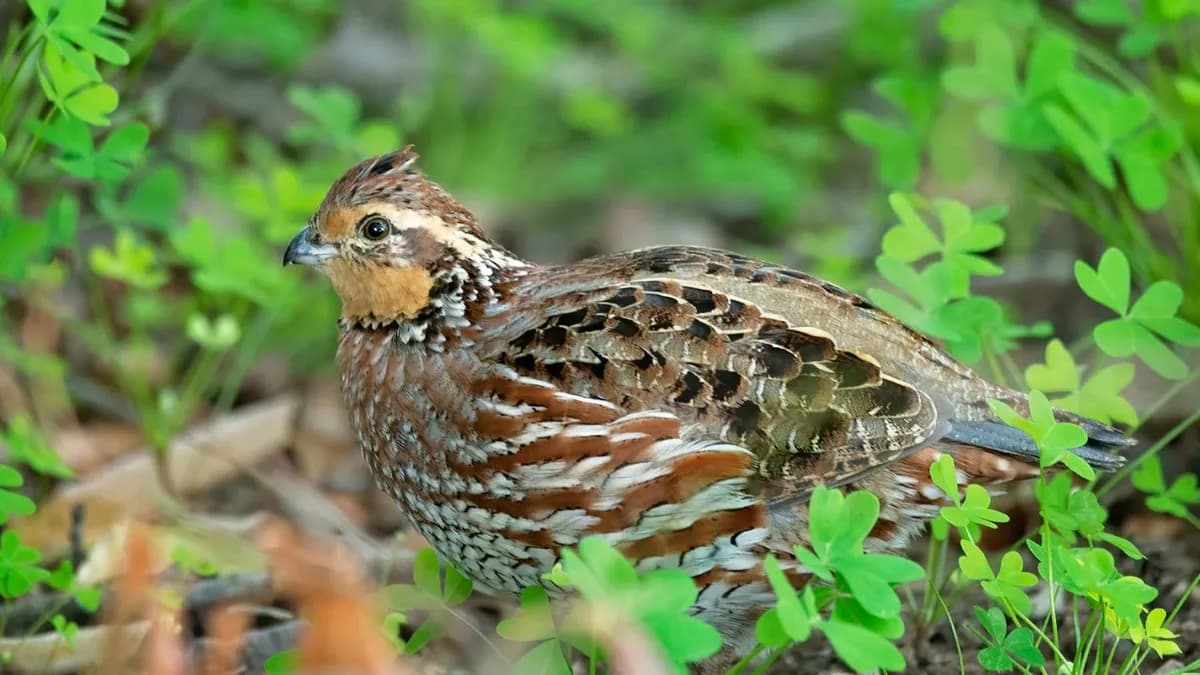 Transformación del rancho WW en Texas: un modelo de restauración de hábitats