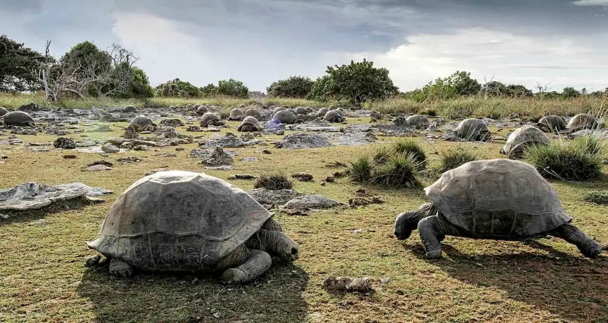 La población de tortugas gigantes prospera en Aldabra con 180,000 ejemplares
