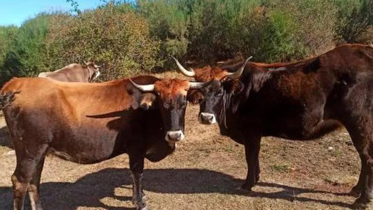 La Vaca Mantequera Leonesa, ejemplo de sostenibilidad y calidad