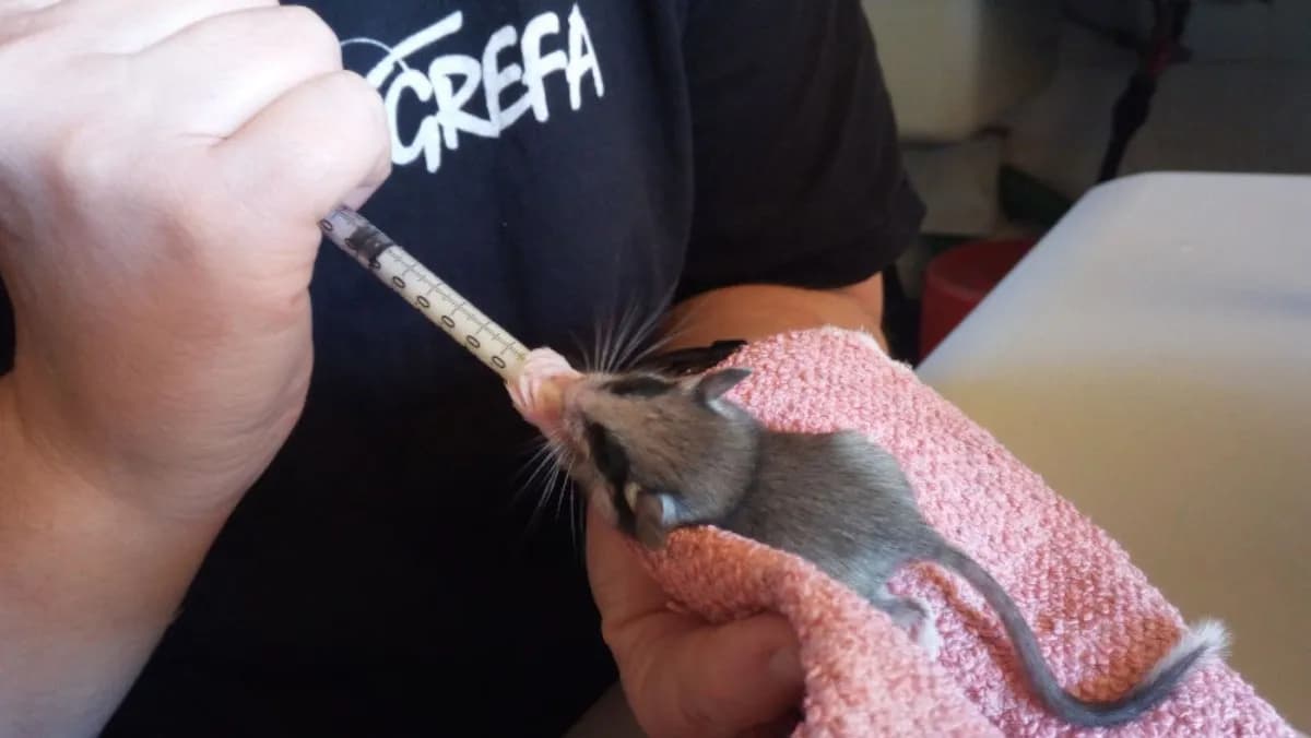 Congreso de centros de recuperación de fauna en Madrid