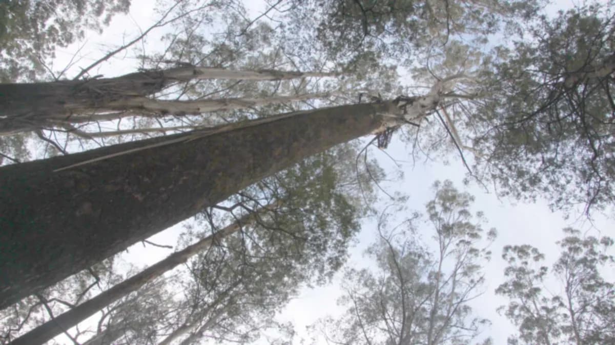 Un experimento forestal en Australia revela el impacto de aclareos en la regeneración de bosques