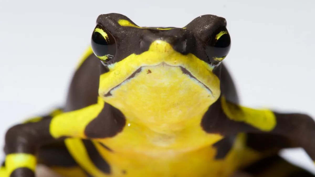 Las ranas arlequín de Panamá encuentran refugio contra el hongo quitridio