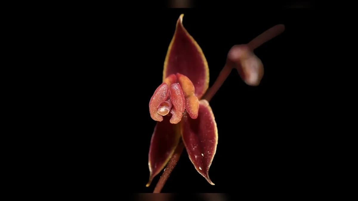 Descubren nueva especie de orquídea en los Andes peruanos