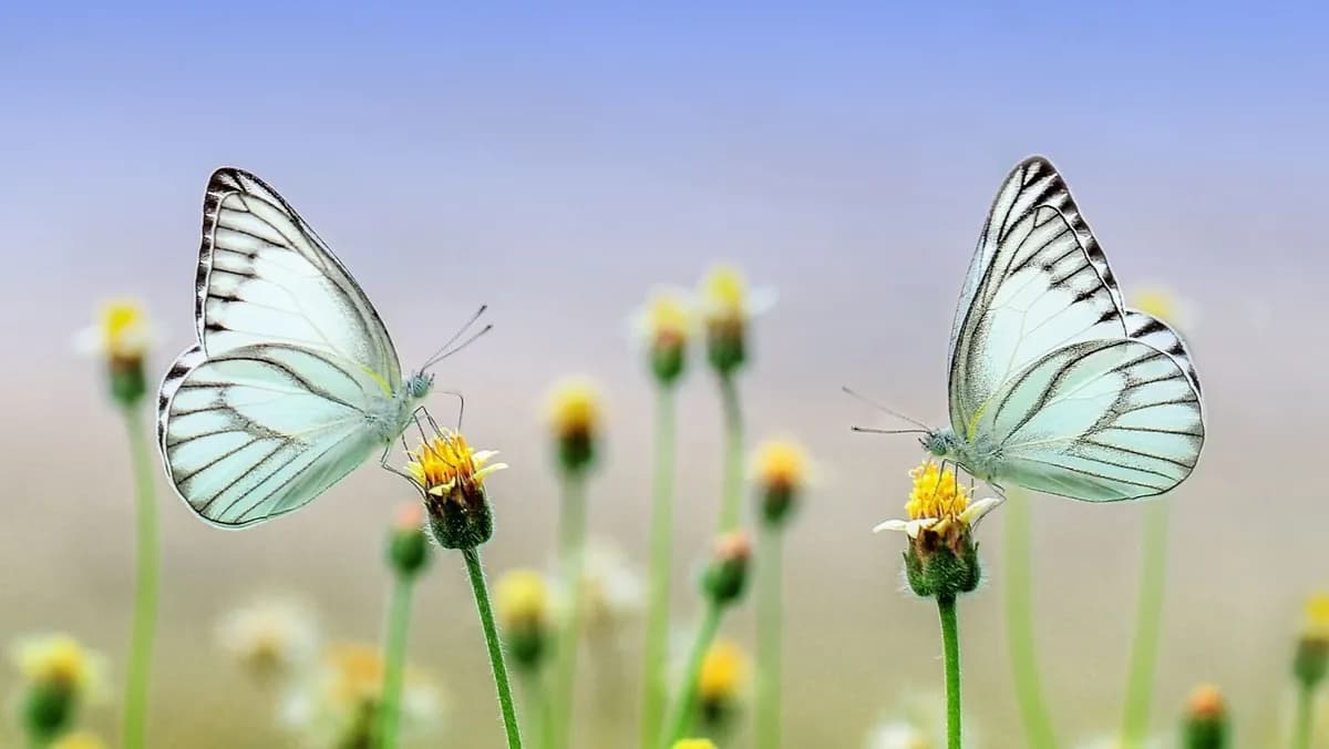 España protege siete especies de insectos polinizadores en peligro