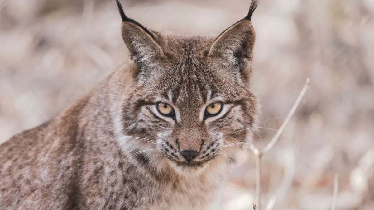 Portugal destina cinco millones para la conservación del lince ibérico hasta 2030