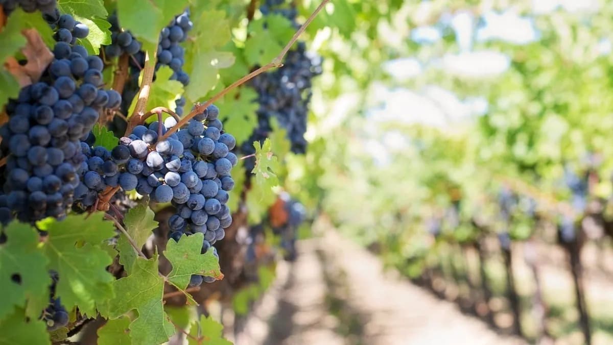 Vidtwin: Innovación en viñedos con microalgas frente al cambio climático