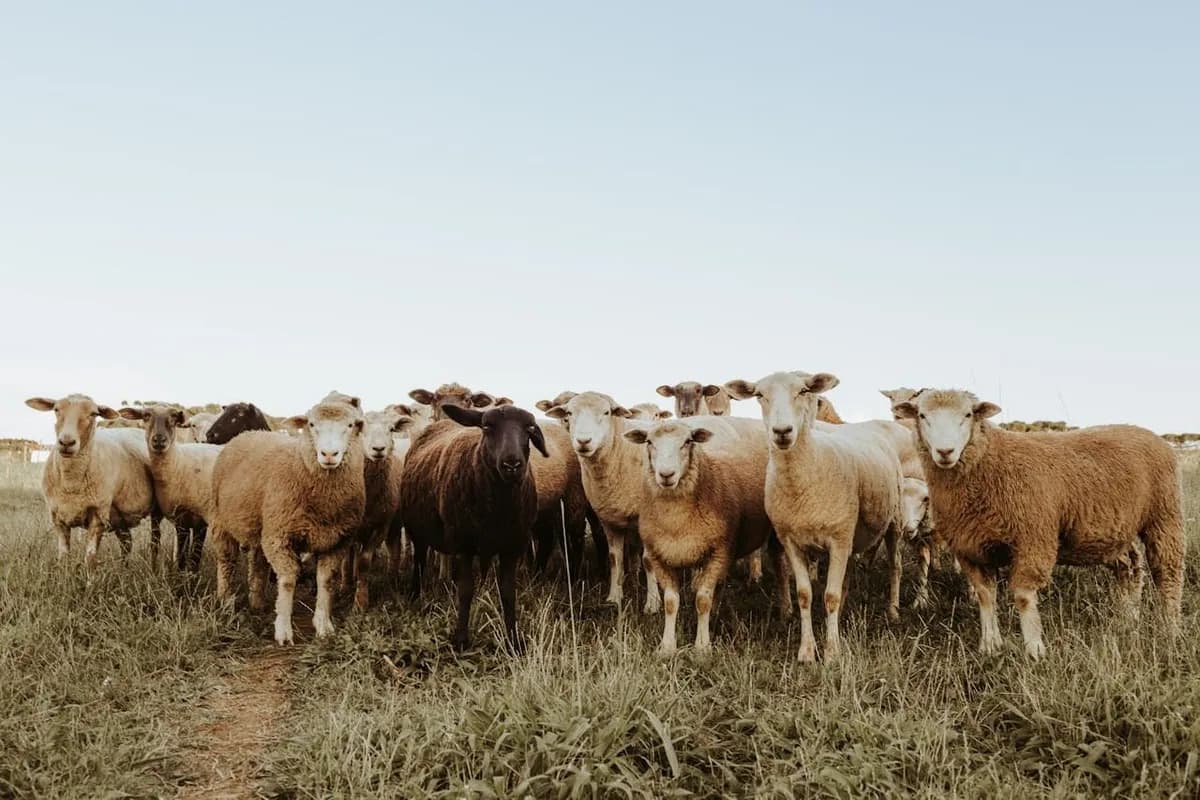Navarra promueve la conservación de pastos montanos ante el cambio climático