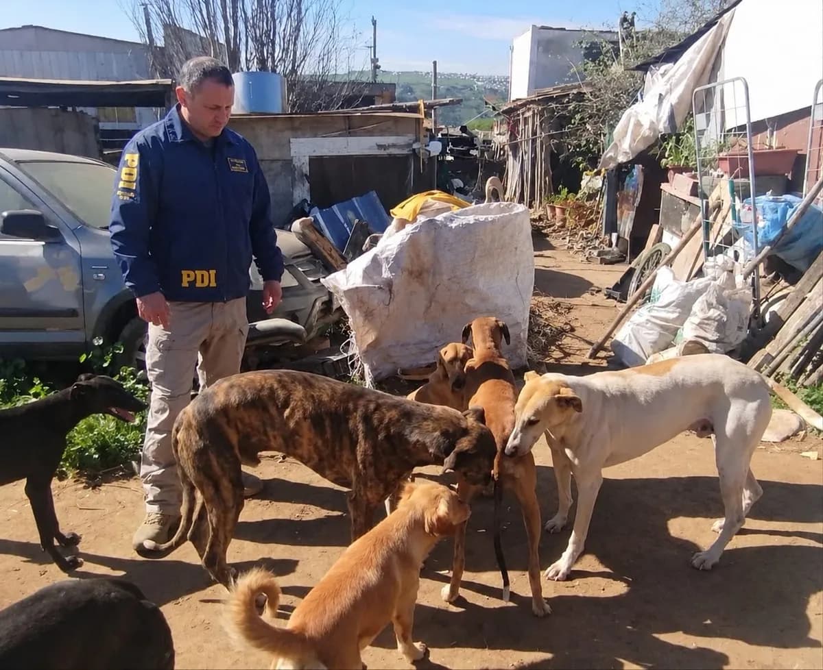 Rescatan a cuatro galgos maltratados en San Antonio, Chile
