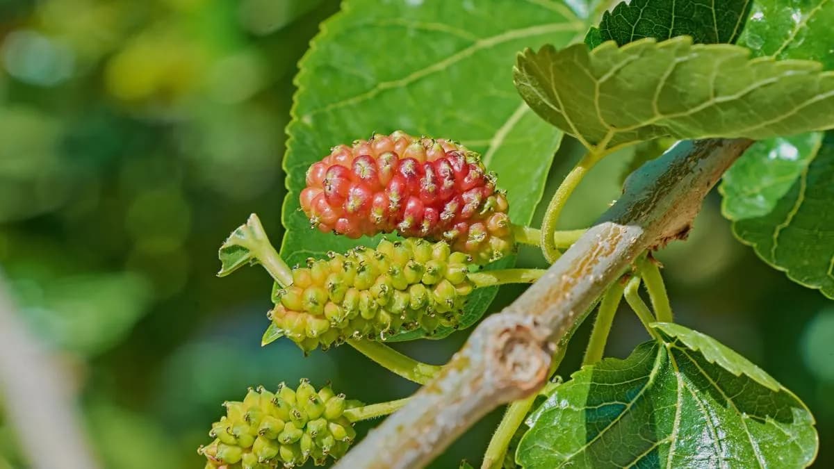 Identifican 16 plantas medicinales con potencial antidiabético
