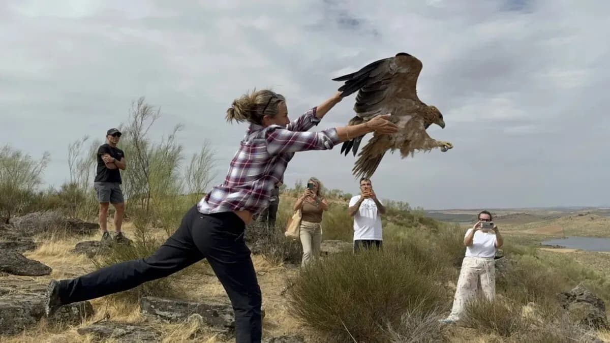 Félix, el águila imperial, regresa a la naturaleza tras rescate en Badajoz