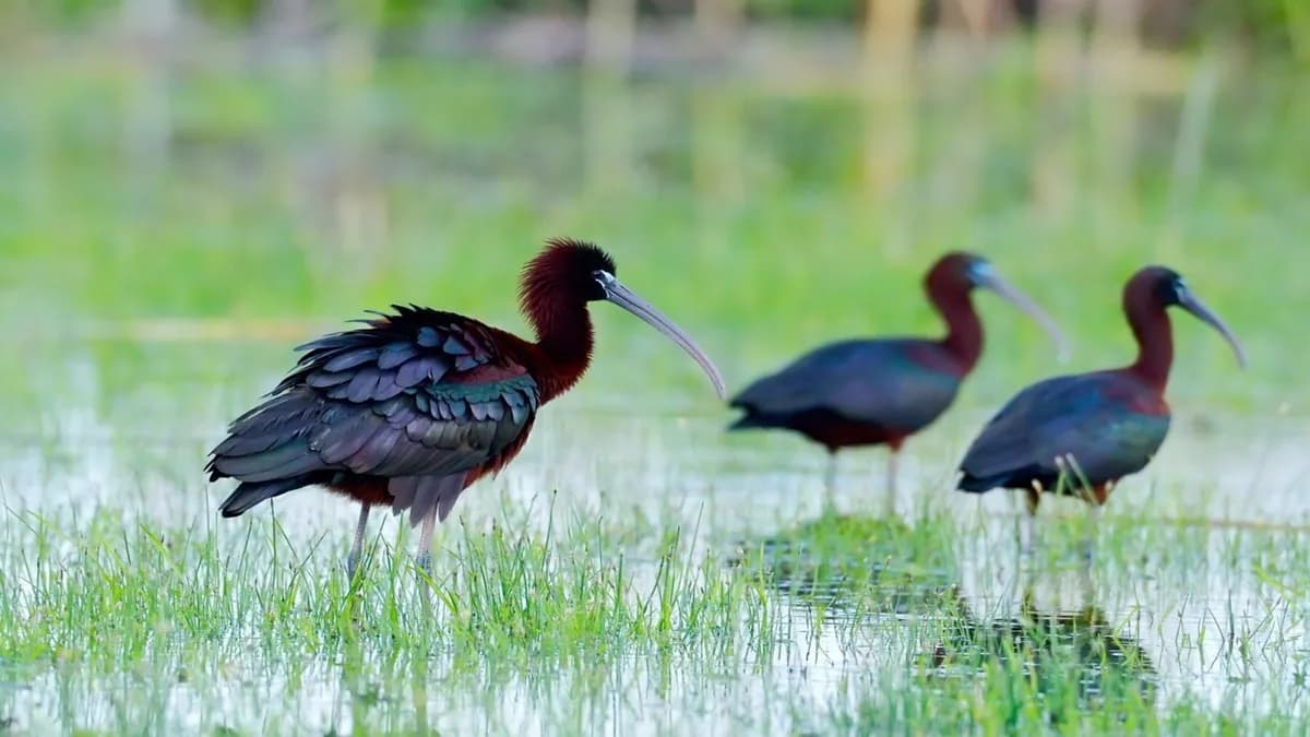 El fangueo en Sevilla atrae aves de Doñana