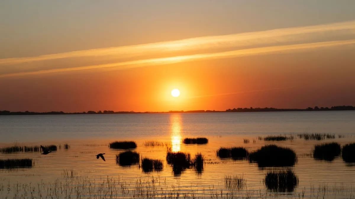 Estudio revela cómo el clavel de Doñana enfrenta la sequía
