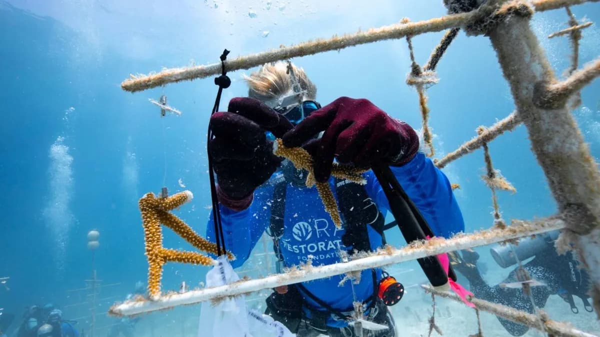 La lucha por la restauración de corales en Florida enfrenta desafíos climáticos