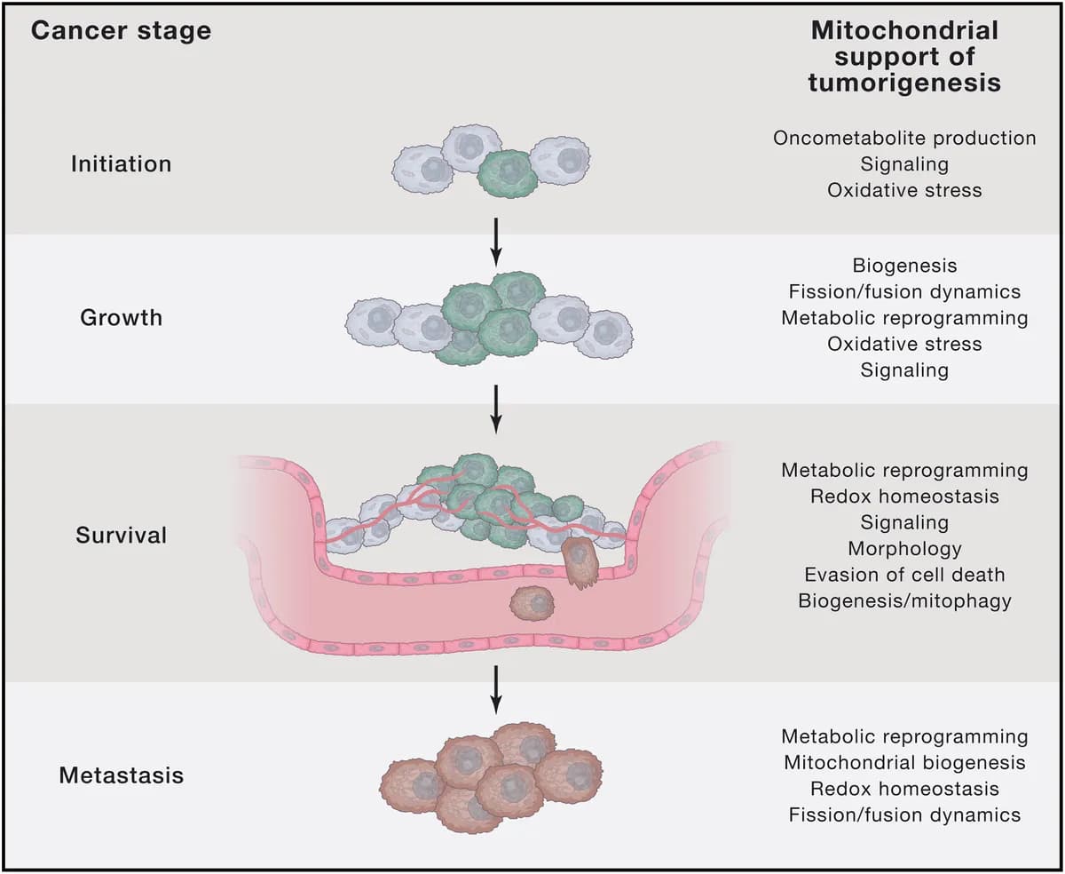 Investigación revela cómo revitalizar el sistema inmunológico para combatir el cáncer