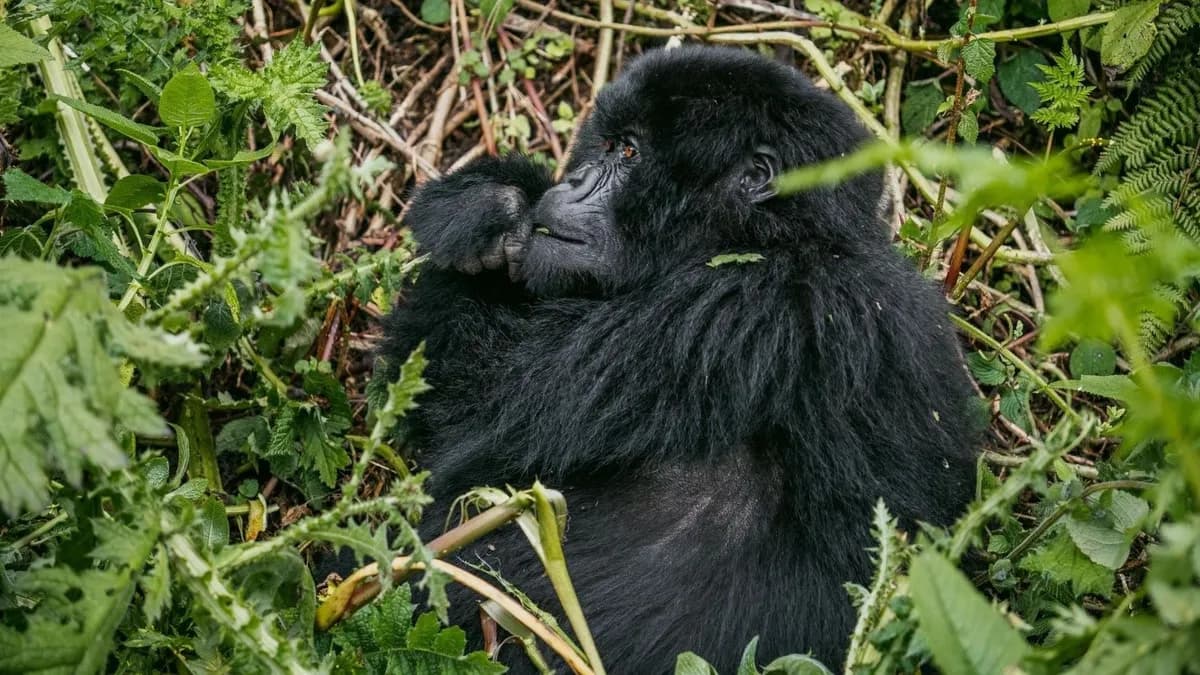 Nace nueva cría de gorila en el Parque Nacional de Virunga