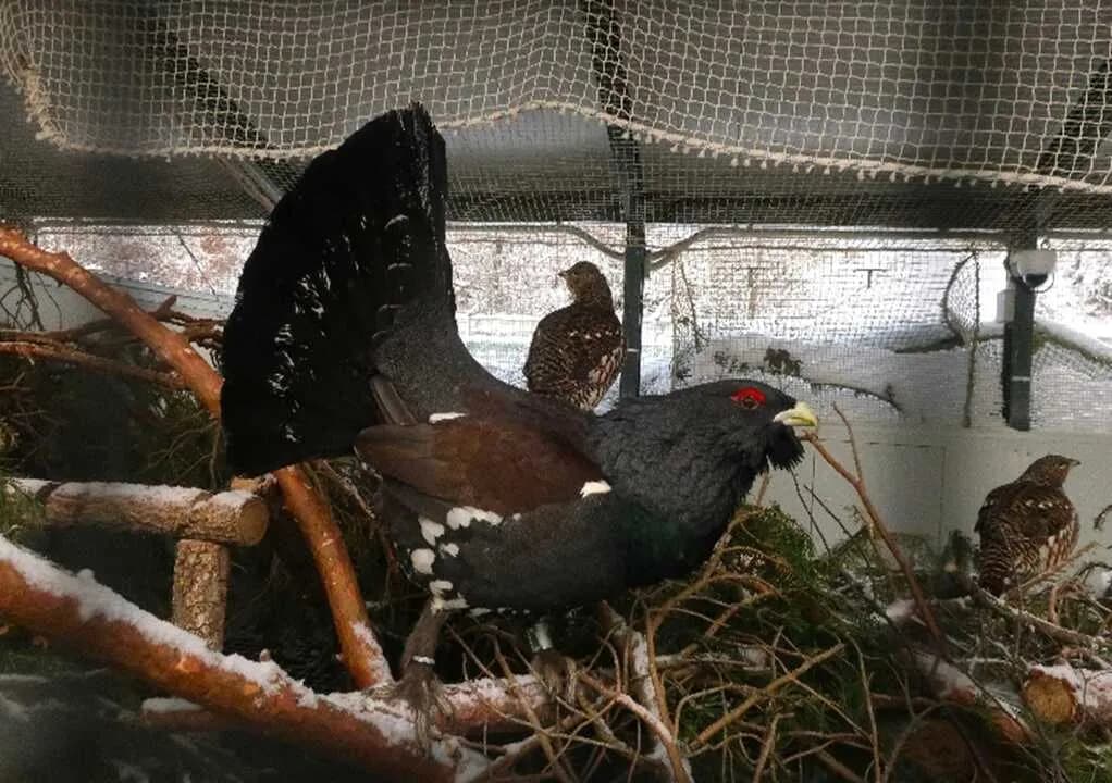 Avances en conservación del urogallo en Castilla y León