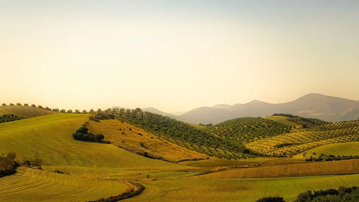 Biodiversidad en olivares semiáridos: Un nuevo enfoque sobre su valor ecológico