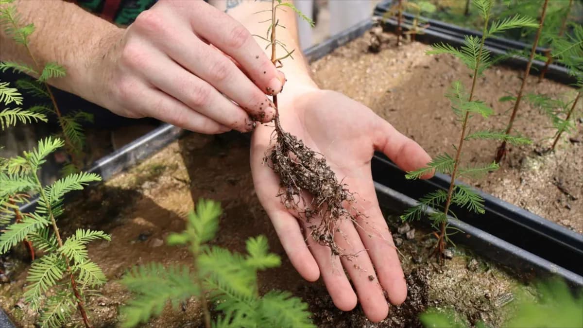 Iniciativa en Nueva Orleans transforma vidrio reciclado en material para restaurar humedales