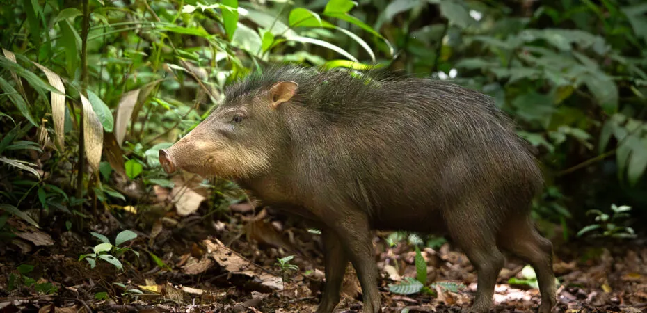 Reintroducción del chancho de monte en Parque Nacional Piedras Blancas