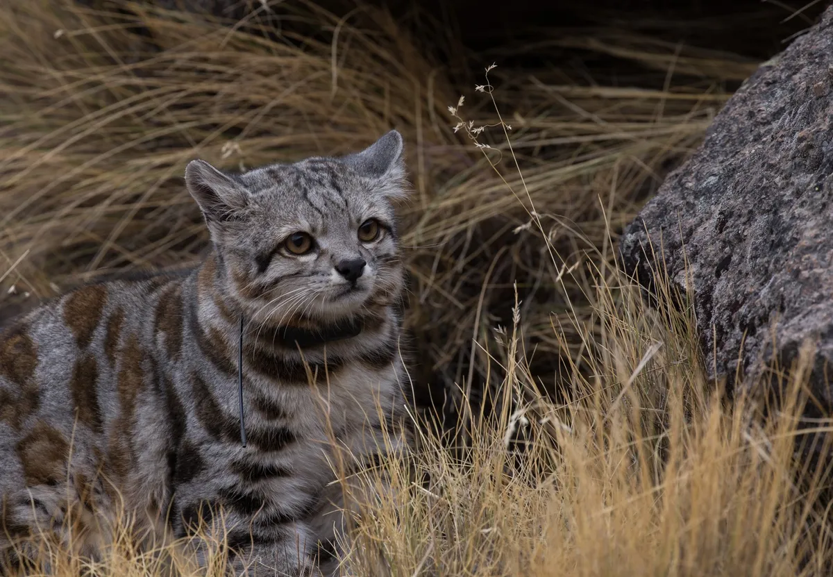 Esperanza para la fauna argentina: regreso de especies clave