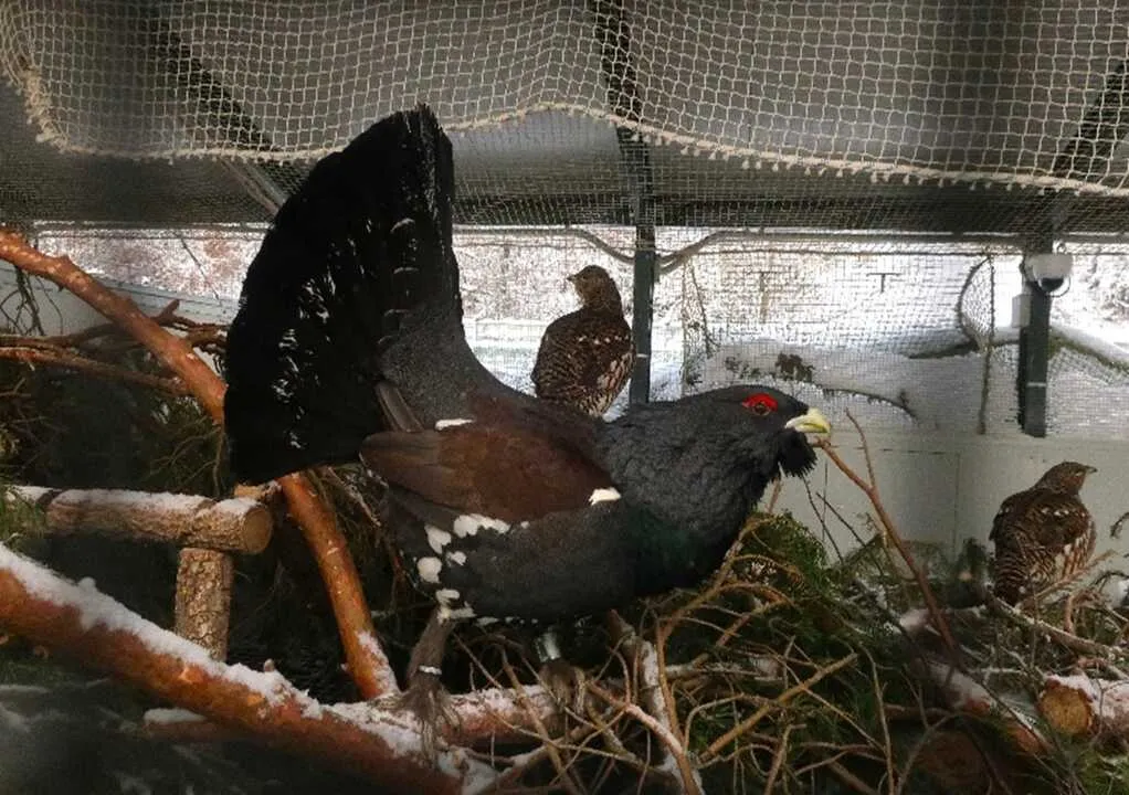 Avances en conservación del urogallo en Castilla y León