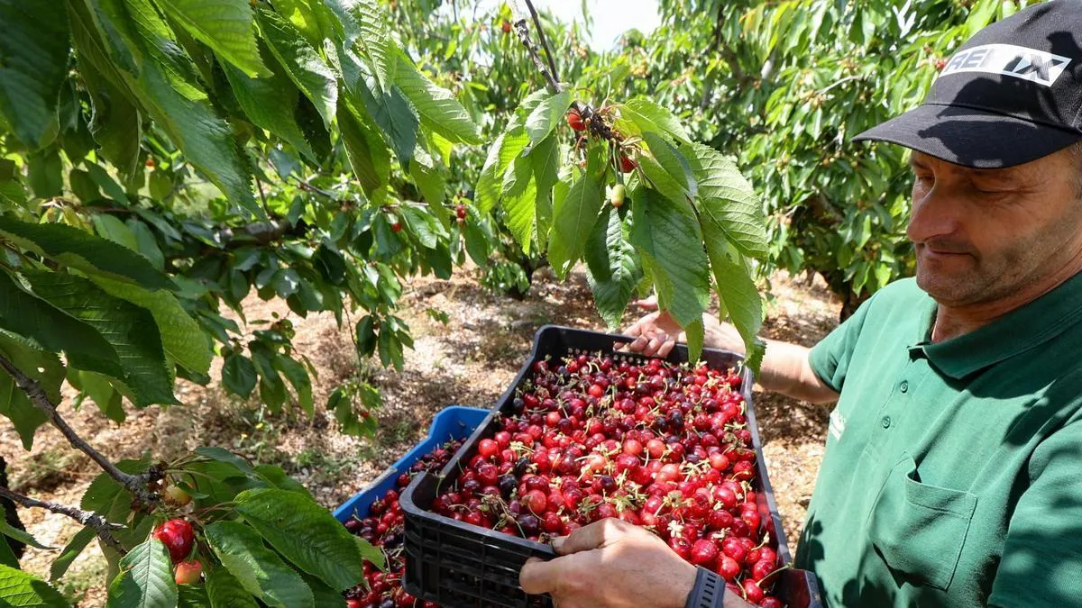 La cereza de Alicante logra su mejor campaña en seis años